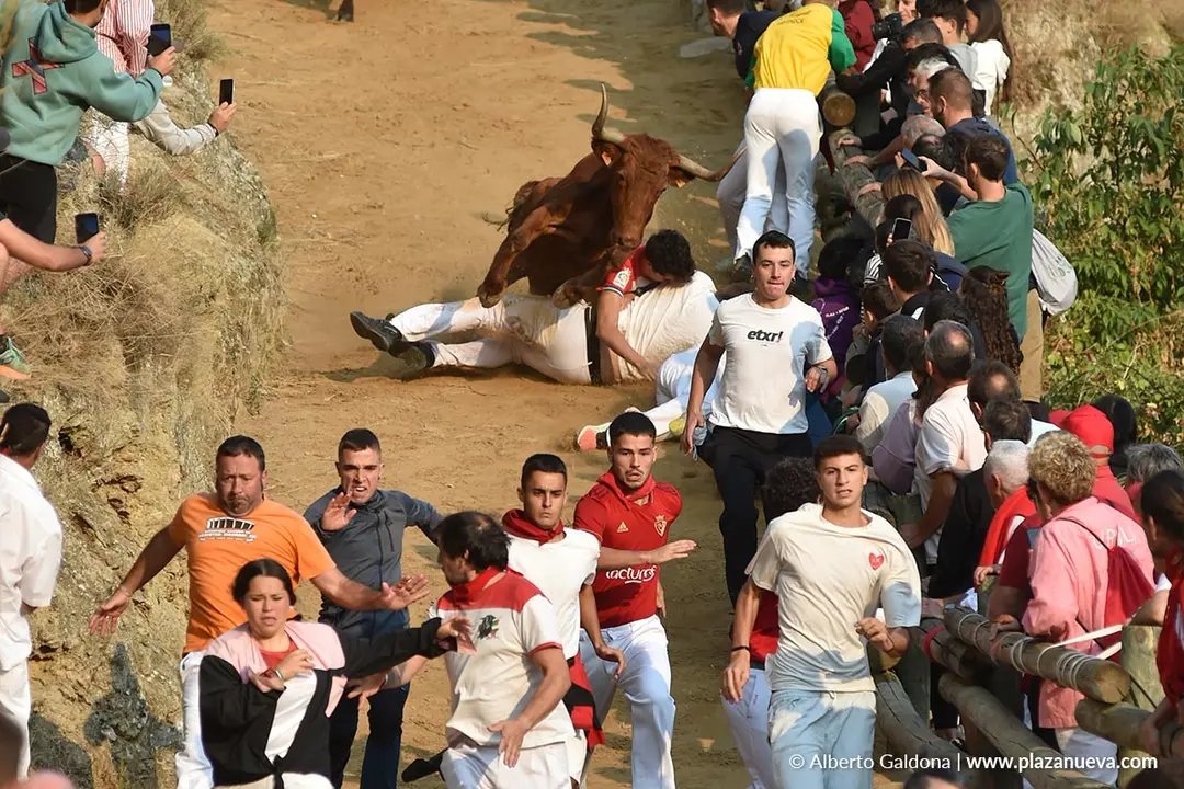 Fiestas de Falces 2025 Encierro del Pil&oacute;n d&iacute;a 20 9