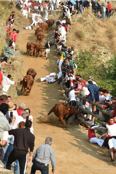 Fiestas de Falces 2025 Encierro del Pil&oacute;n d&iacute;a 20 10