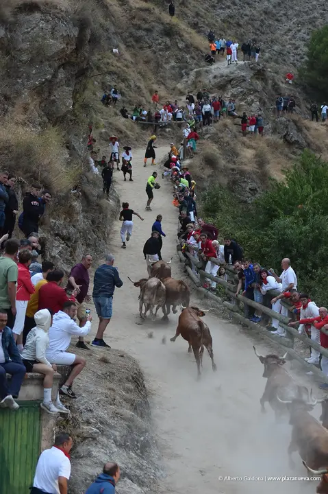 Fiestas de Falces 2025 Encierro del Pil&oacute;n d&iacute;a 21 1