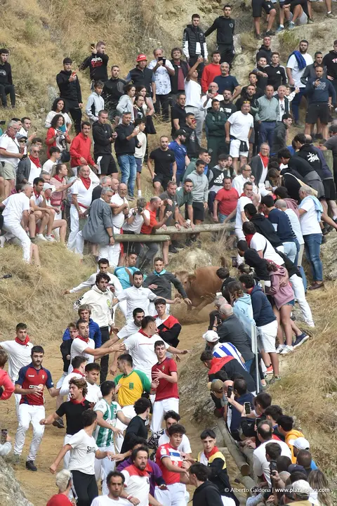 Fiestas de Falces 2025 Encierro del Pil&oacute;n d&iacute;a 21 2