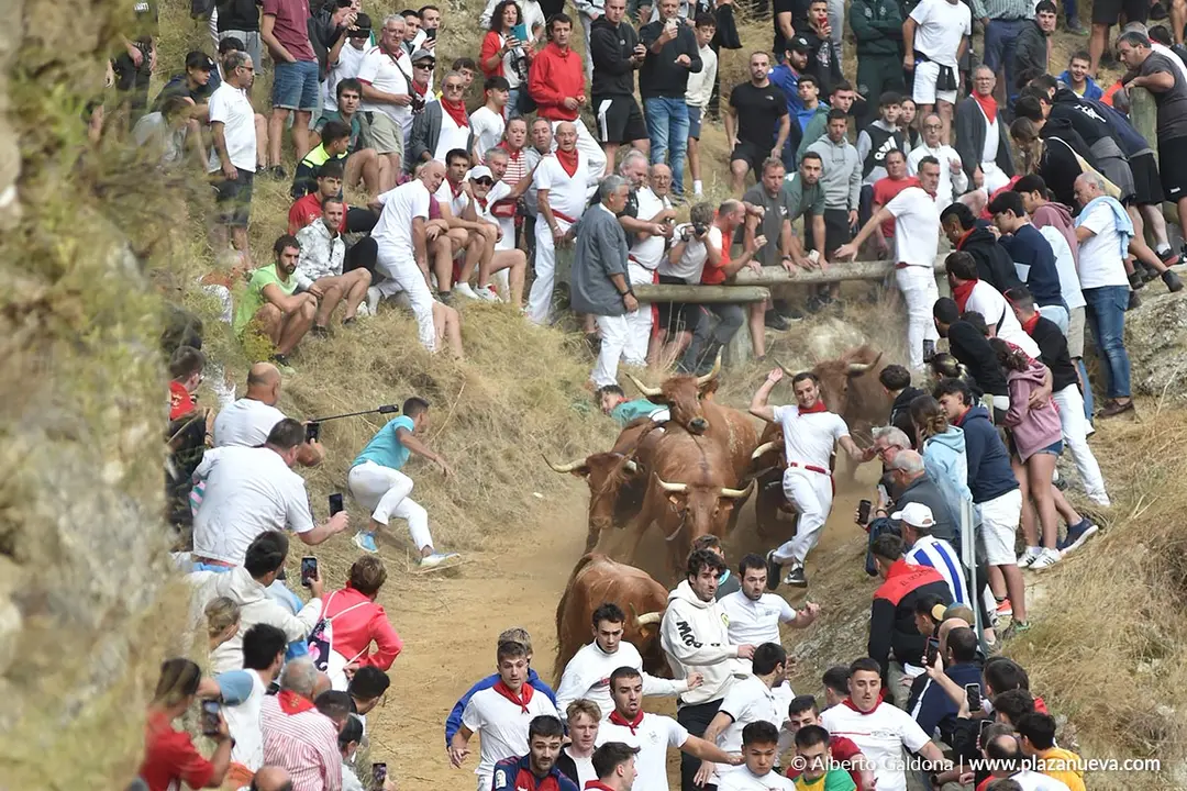 Fiestas de Falces 2025 Encierro del Pil&oacute;n d&iacute;a 21 3
