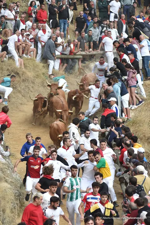 Fiestas de Falces 2025 Encierro del Pil&oacute;n d&iacute;a 21 4