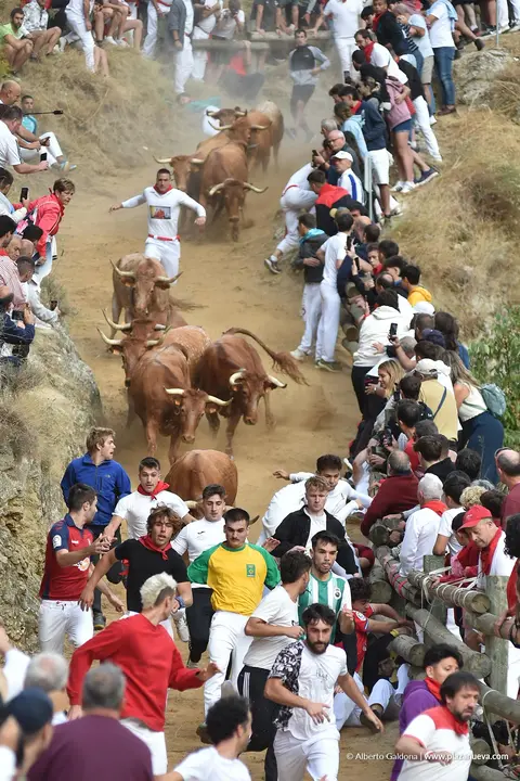 Fiestas de Falces 2025 Encierro del Pil&oacute;n d&iacute;a 21 5
