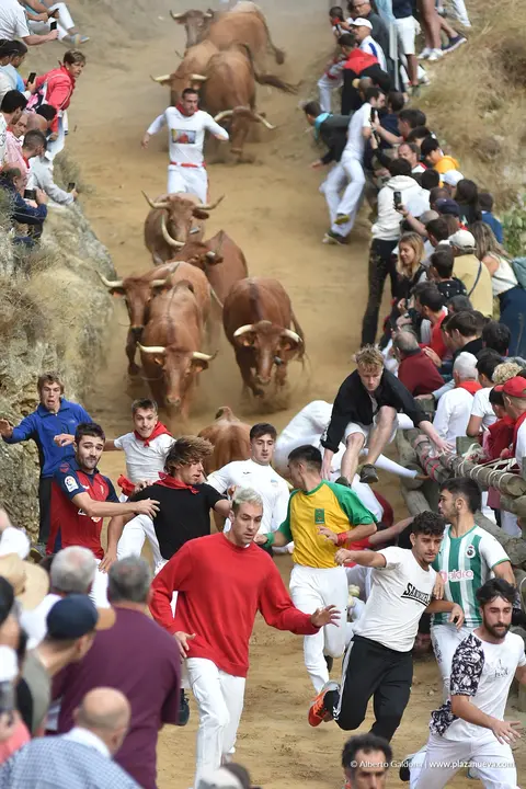 Fiestas de Falces 2025 Encierro del Pil&oacute;n d&iacute;a 21 6