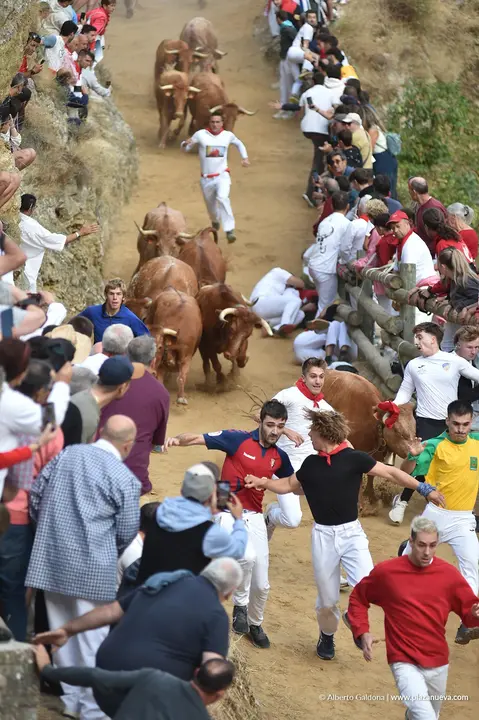 Fiestas de Falces 2025 Encierro del Pil&oacute;n d&iacute;a 21 7