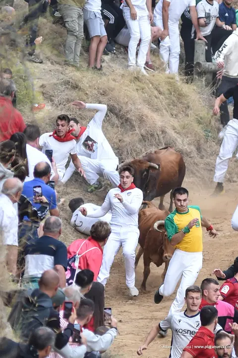 Fiestas de Falces 2025 Encierro del Pil&oacute;n d&iacute;a 22 2
