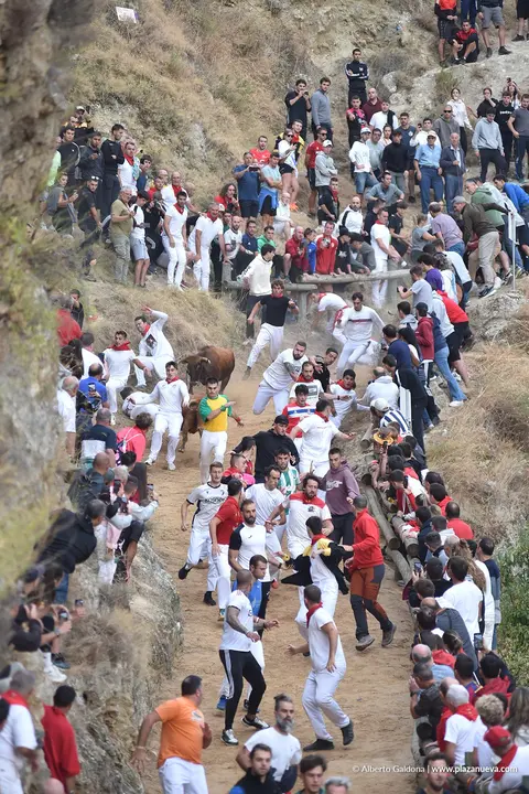 Fiestas de Falces 2025 Encierro del Pil&oacute;n d&iacute;a 22 1