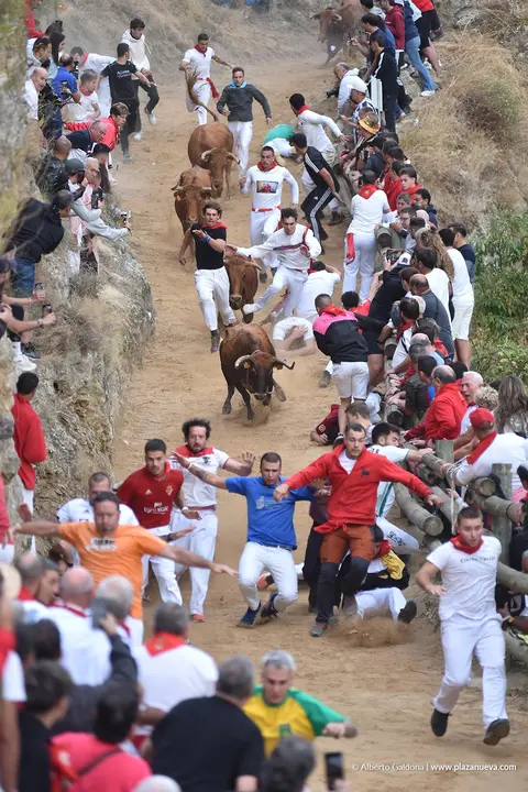 Fiestas de Falces 2025 Encierro del Pil&oacute;n d&iacute;a 22 9