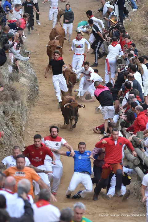 Fiestas de Falces 2025 Encierro del Pil&oacute;n d&iacute;a 22 10