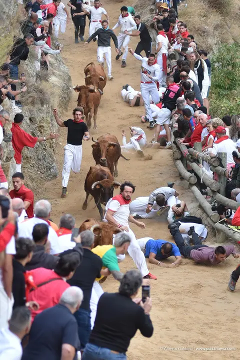 Fiestas de Falces 2025 Encierro del Pil&oacute;n d&iacute;a 22 11