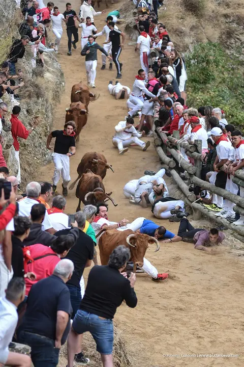 Fiestas de Falces 2025 Encierro del Pil&oacute;n d&iacute;a 22 12