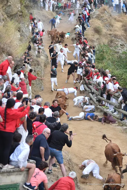 Fiestas de Falces 2025 Encierro del Pil&oacute;n d&iacute;a 22 13
