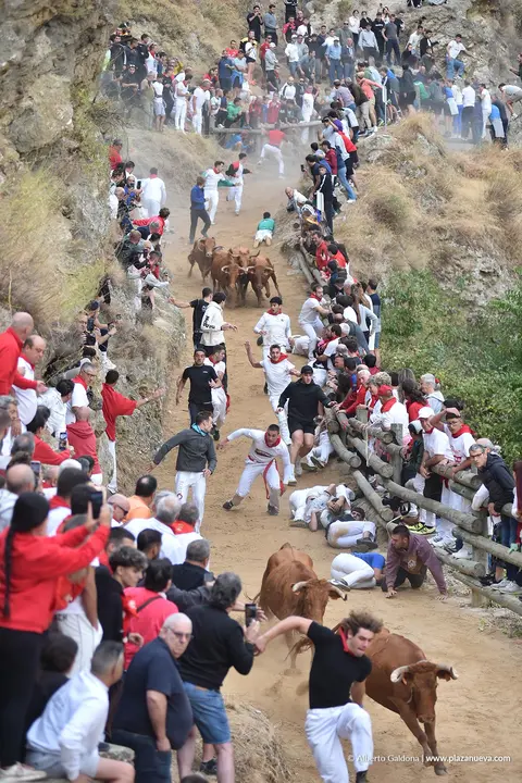 Fiestas de Falces 2025 Encierro del Pil&oacute;n d&iacute;a 22 14