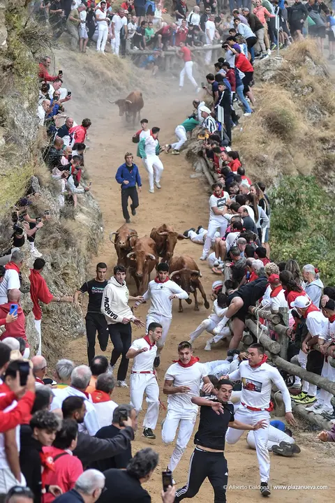 Fiestas de Falces 2025 Encierro del Pil&oacute;n d&iacute;a 22 15