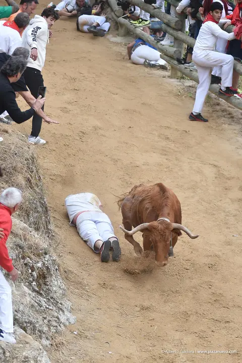 Fiestas de Falces 2025 Encierro del Pil&oacute;n d&iacute;a 22 17
