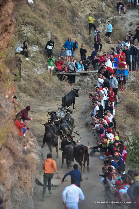 Fiestas de Falces 2025 Encierro del Pil&oacute;n d&iacute;a 23 1