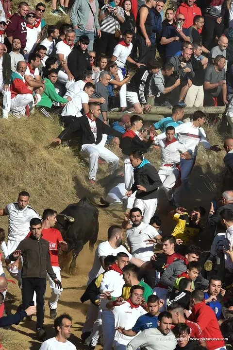 Fiestas de Falces 2025 Encierro del Pil&oacute;n d&iacute;a 23 2
