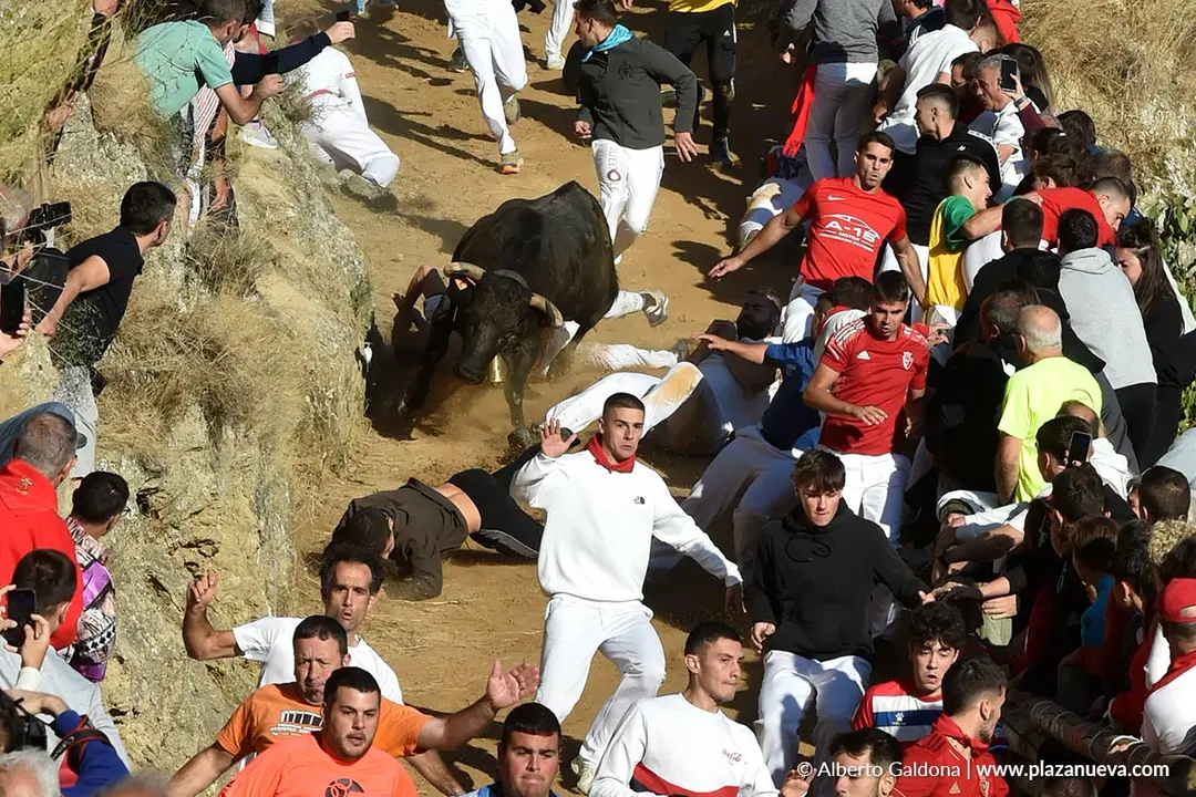 Fiestas de Falces 2025 Encierro del Pil&oacute;n d&iacute;a 23 6