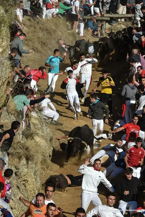Fiestas de Falces 2025 Encierro del Pil&oacute;n d&iacute;a 23 7