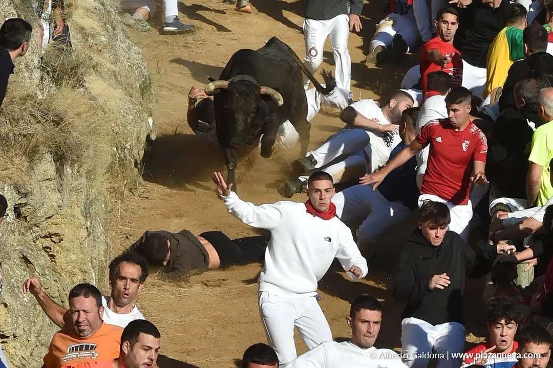 Fiestas de Falces 2025 Encierro del Pil&oacute;n d&iacute;a 23 8