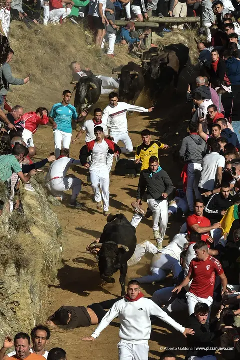 Fiestas de Falces 2025 Encierro del Pil&oacute;n d&iacute;a 23 9