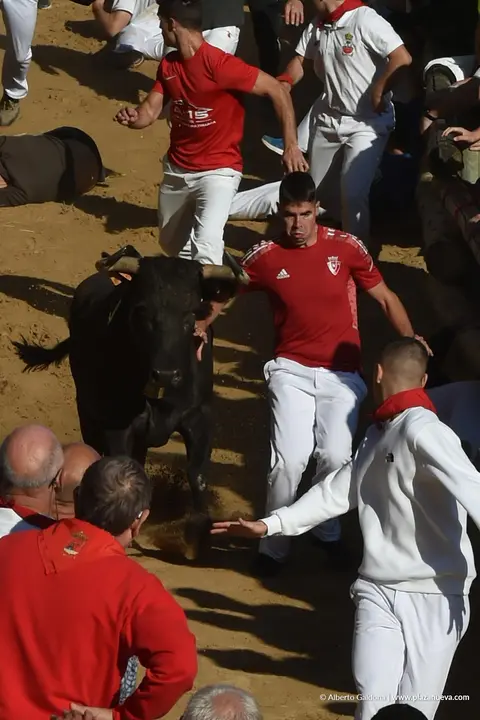 Fiestas de Falces 2025 Encierro del Pil&oacute;n d&iacute;a 23 10