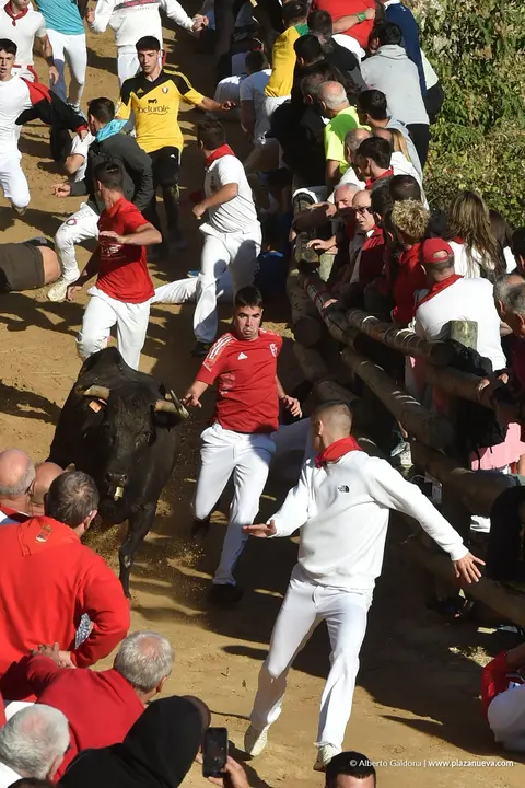Fiestas de Falces 2025 Encierro del Pil&oacute;n d&iacute;a 23 12