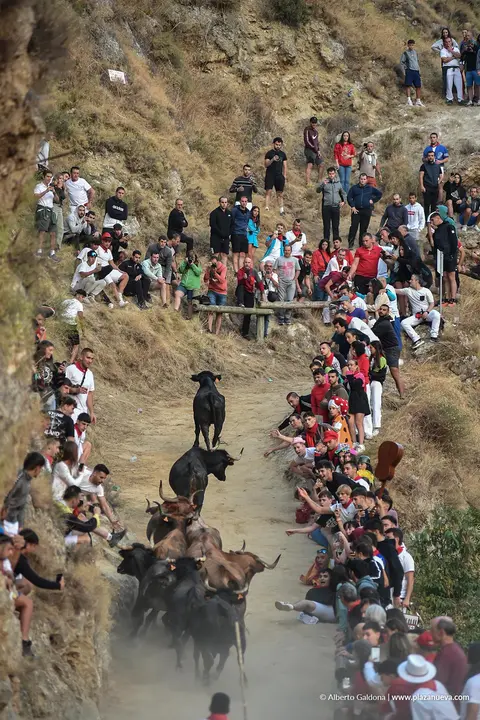 Fiestas de Falces 2025 Encierro del Pil&oacute;n d&iacute;a 24 3