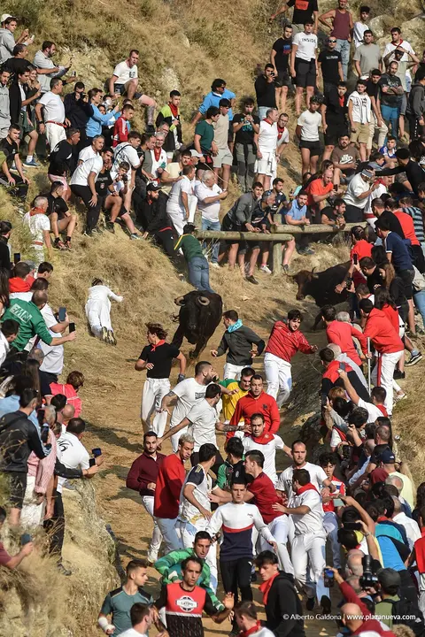 Fiestas de Falces 2025 Encierro del Pil&oacute;n d&iacute;a 24 6