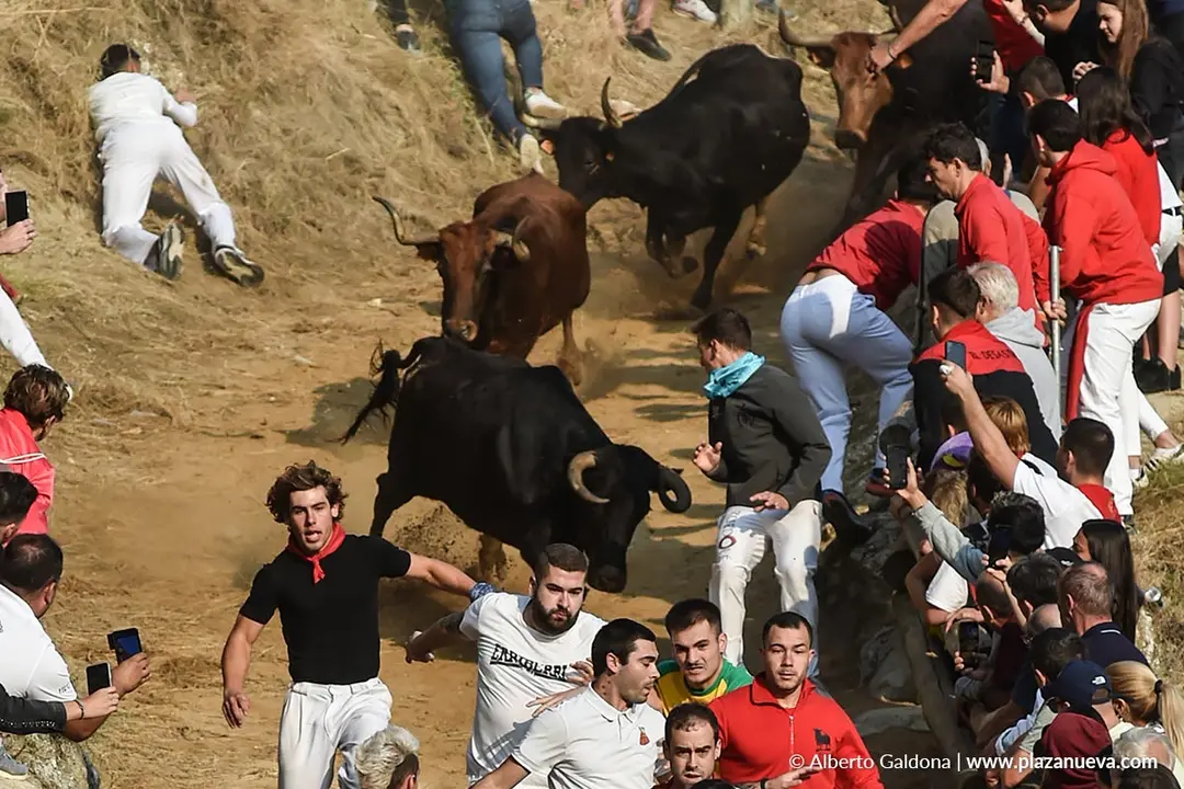 Fiestas de Falces 2025 Encierro del Pil&oacute;n d&iacute;a 24 7