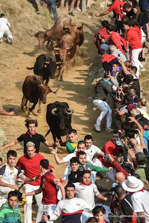 Fiestas de Falces 2025 Encierro del Pil&oacute;n d&iacute;a 24 8