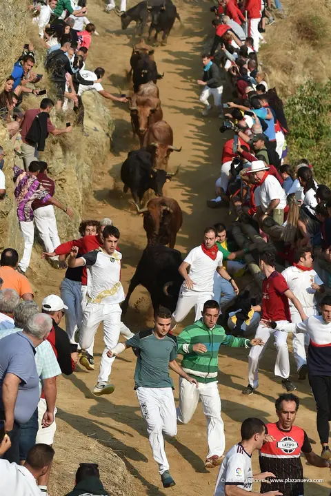 Fiestas de Falces 2025 Encierro del Pil&oacute;n d&iacute;a 24 10