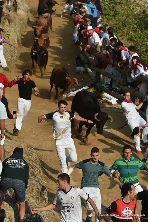 Fiestas de Falces 2025 Encierro del Pil&oacute;n d&iacute;a 24 12