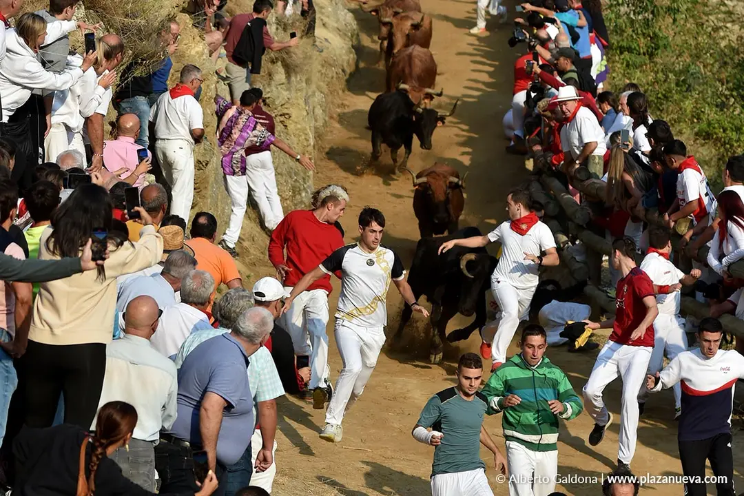 Fiestas de Falces 2025 Encierro del Pil&oacute;n d&iacute;a 24 11
