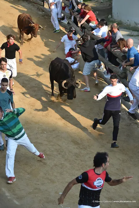 Fiestas de Falces 2025 Encierro del Pil&oacute;n d&iacute;a 24 13