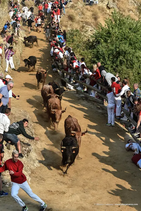 Fiestas de Falces 2025 Encierro del Pil&oacute;n d&iacute;a 24 14