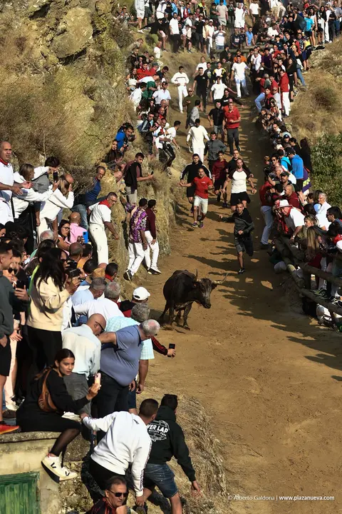 Fiestas de Falces 2025 Encierro del Pil&oacute;n d&iacute;a 24 15