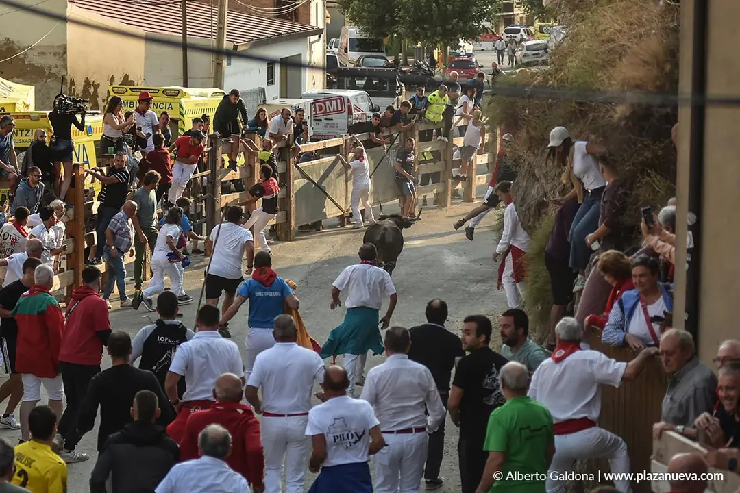 Fiestas de Falces 2025 Encierro del Pil&oacute;n d&iacute;a 24 16