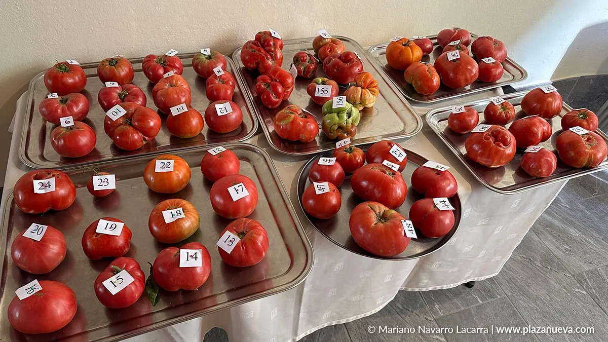 Fin de semana del Tomate Feo de Tudela 2025 Actos del domingo 6