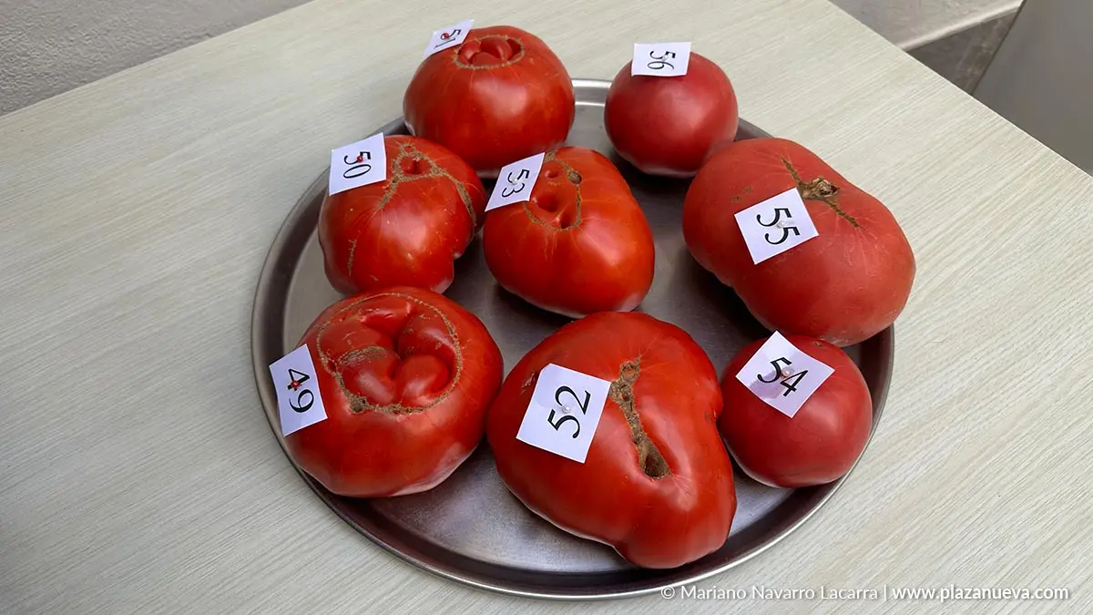 Fin de semana del Tomate Feo de Tudela 2025 Actos del domingo 7