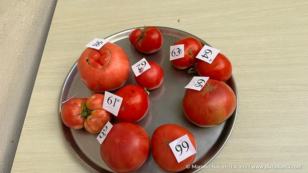 Fin de semana del Tomate Feo de Tudela 2025 Actos del domingo 8