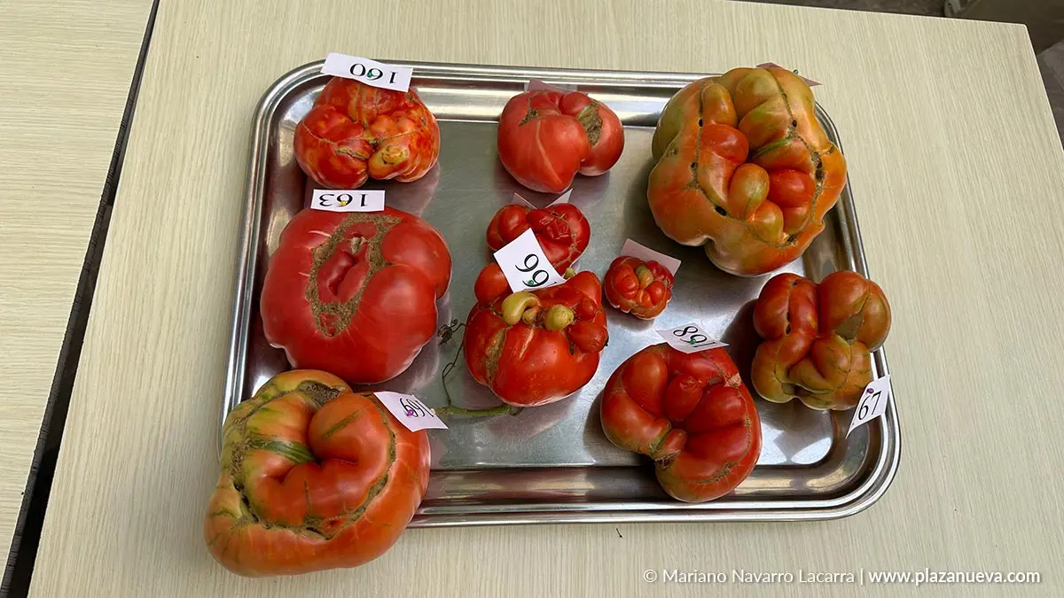 Fin de semana del Tomate Feo de Tudela 2025 Actos del domingo 9