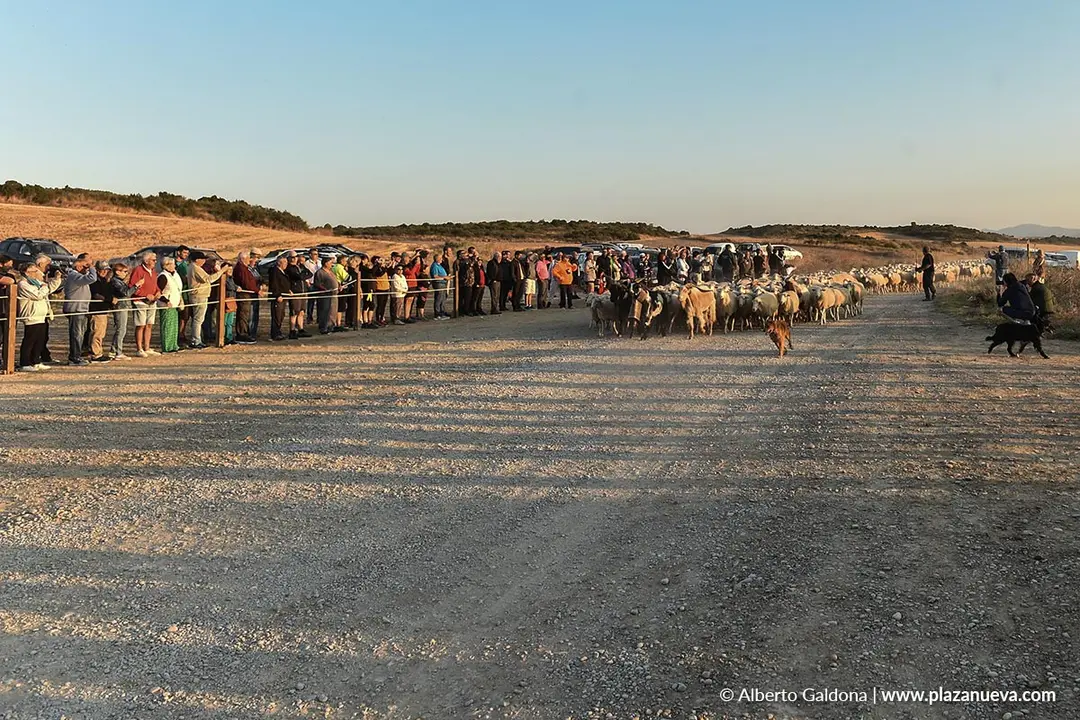 Entrada de ganado a Bardenas 2025 5