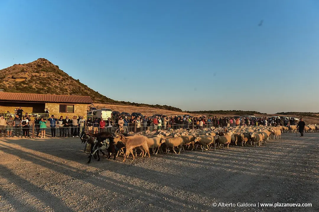Entrada de ganado a Bardenas 2025 7