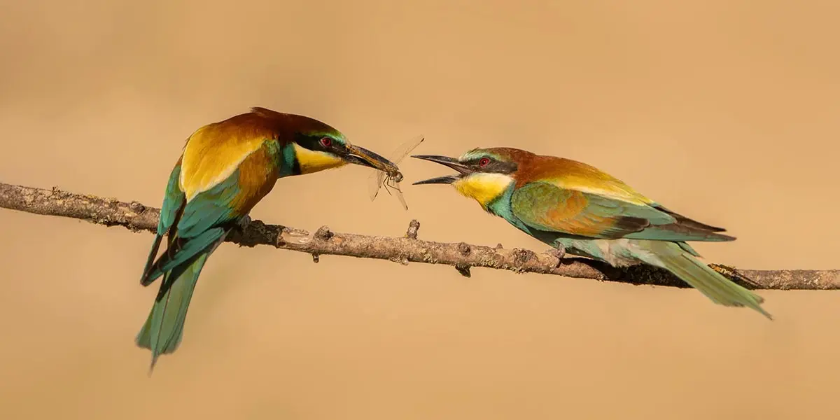 Una pareja de abejarucos en el hide El Cascajo I.jpg