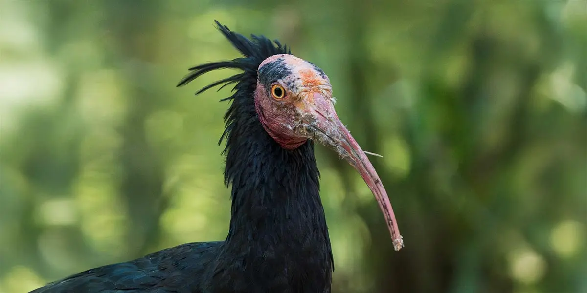 Ibis eremita Geronticus eremita