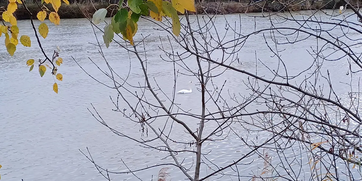 Un cisne vulgar se dej&oacute; ver en el r&iacute;o Ebro, a la altura del Paseo del Prado de Tudela, el 30 de noviembre del a&ntilde;o pasado
