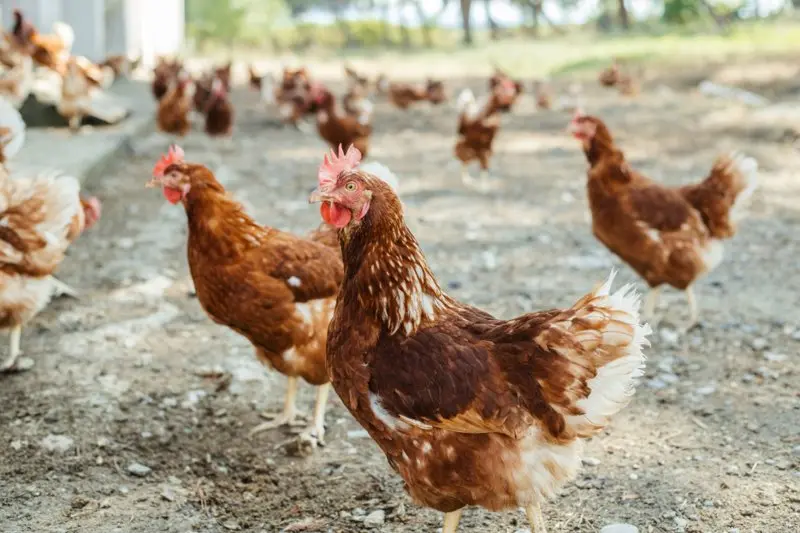 Archivo - Gallinas camperas o ecol&oacute;gicas