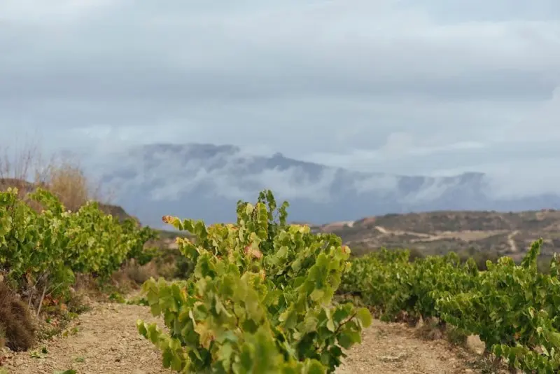 Archivo - Rioja aplica medidas adicionales de control para esta vendimia ante la situaci&oacute;n excepcional del vi&ntilde;edo