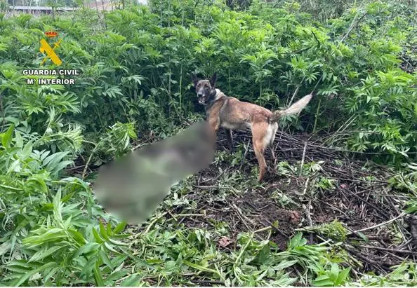 Perros desplazados desde Madrid han localizado el cad&aacute;ver del hombre v&iacute;ctima de homicidio en La Almunia de Do&ntilde;a Godina (Zaragoza).